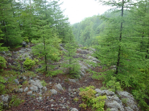 DSC01610aokigahara.JPG