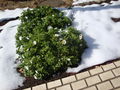 02185flowersSnow.JPG