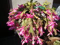 02420cactusflower.jpg