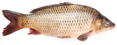 Fresh-fish-carp-14205016.jpg