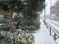 02150greenplantSnow.JPG