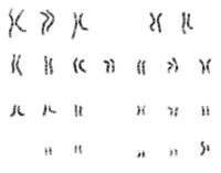 NHGRI human male karyotype.png