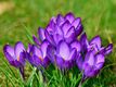 CrocusPurpleFlowerPixabay12891.jpg