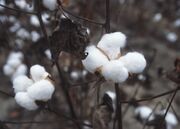 CottonPlant.JPG