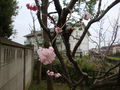 02583sakura.jpg