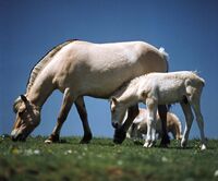 Horse-colt-grazing.jpg