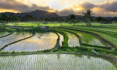 RiceField.jpg