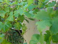 02232grapes.jpg