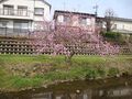 04709sakura.jpg