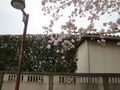 02584sakura.jpg