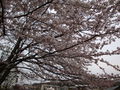 02585sakura.jpg