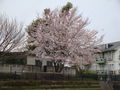 02574sakura.JPG