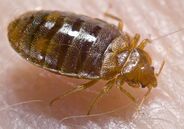 BedBug9822 lores.jpg