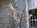 02543sakura.jpg