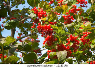 Cranberry tree