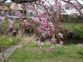 02576sakura.jpg