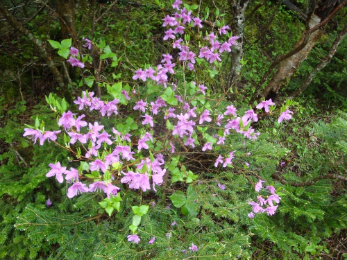 DSC01612forestFlowers.JPG