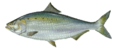 American shad.gif