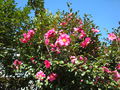 02399camelias.jpg